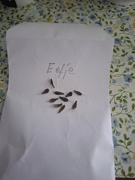 Dahlia Eefje 10 frön
