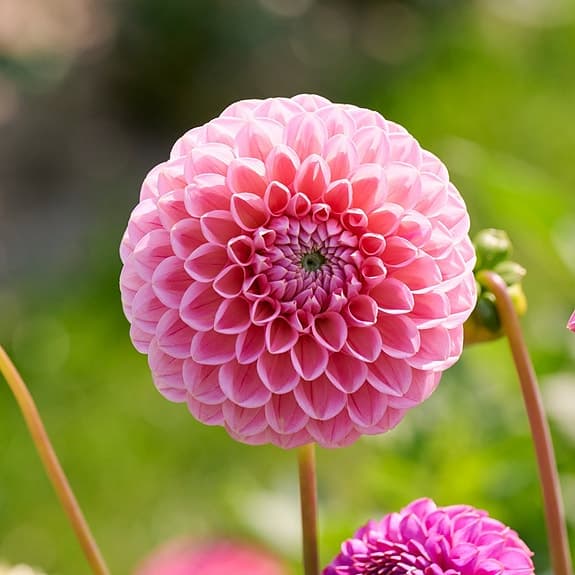 Dahlia Caitlyn's Joy, 10 frön