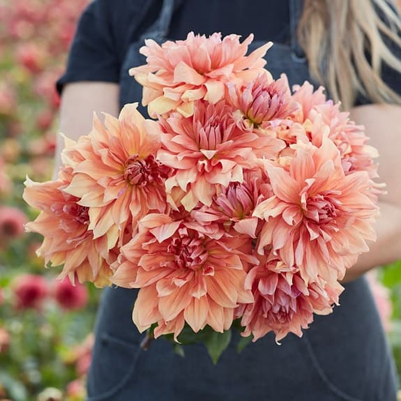 Dahlia Babylon Bronze 10 frön