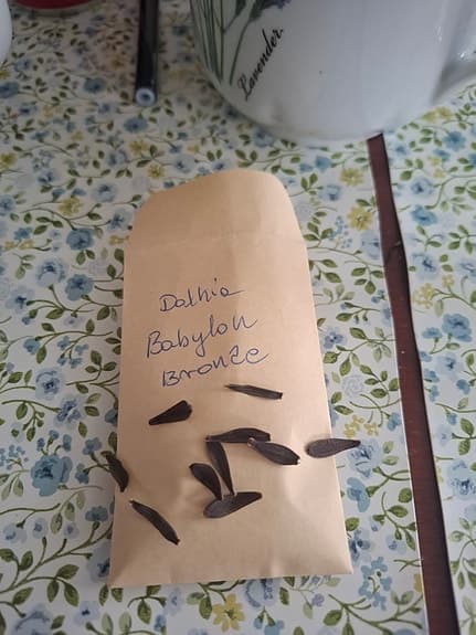 Dahlia Babylon Bronze 10 frön