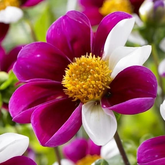 Dahlia Twyning’s Smarty 10 frön