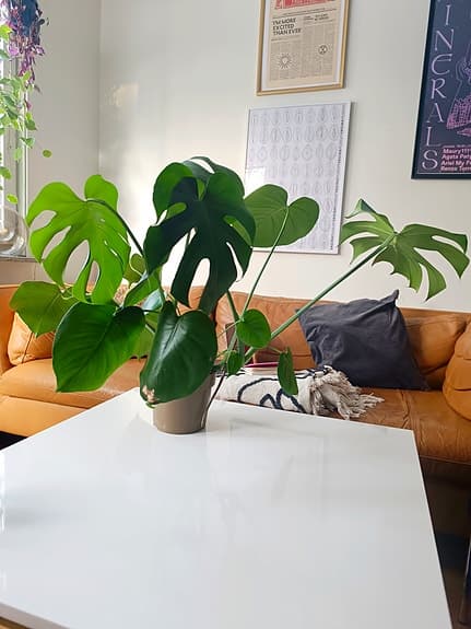 Monstera deliciosa krukväxt grön