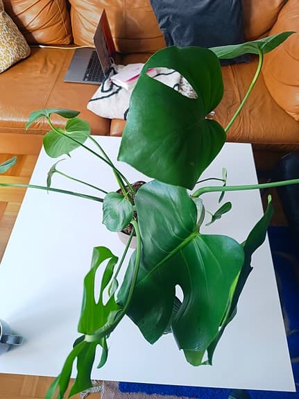 Monstera deliciosa krukväxt grön