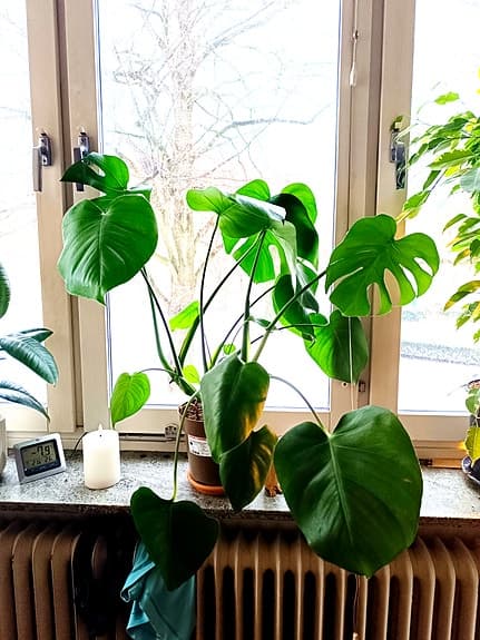 Monstera deliciosa krukväxt grön
