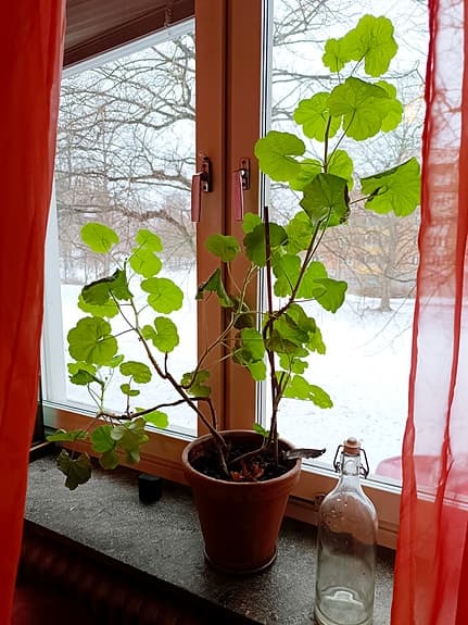 Krukväxt pelargon i lerkruka grön