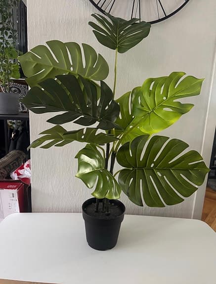 Stor konstväxt