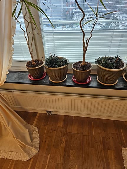 Kaktus plantor