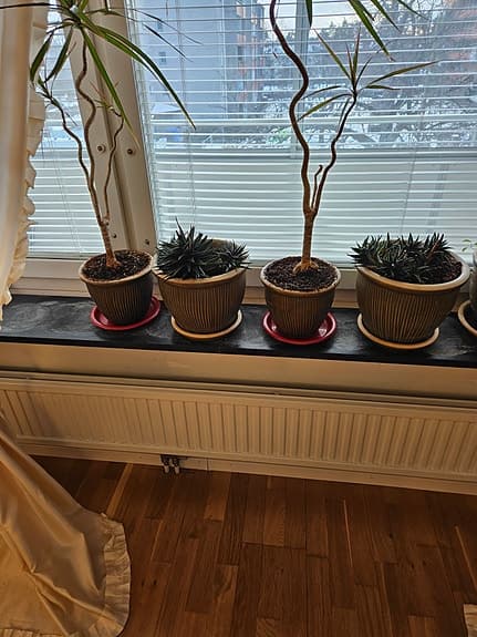 Kaktus plantor