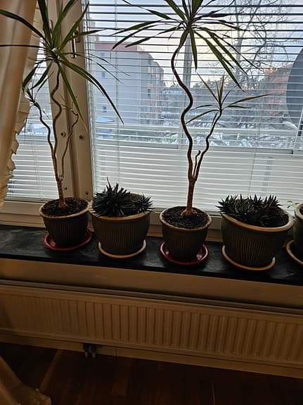 Kaktus plantor