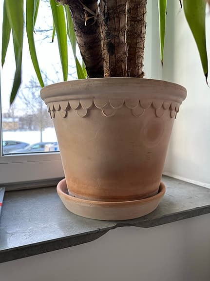 Yuccapalm i kruka från Bergs Potter
