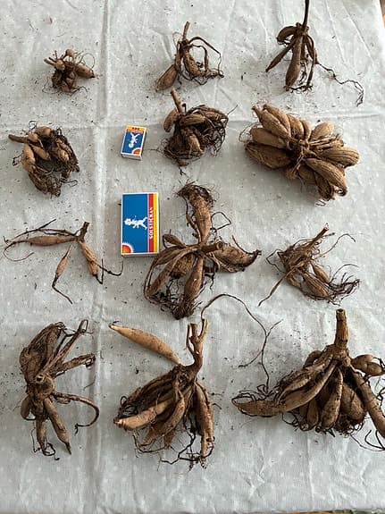 Dahliaknölar inför säsongen