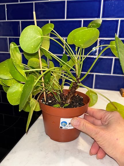 Pilea peperomioides krukväxt