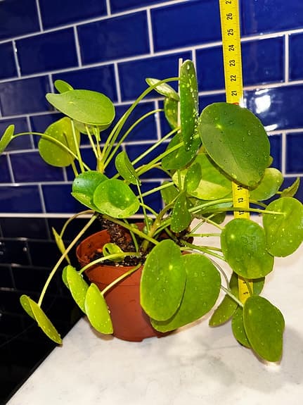 Pilea peperomioides krukväxt