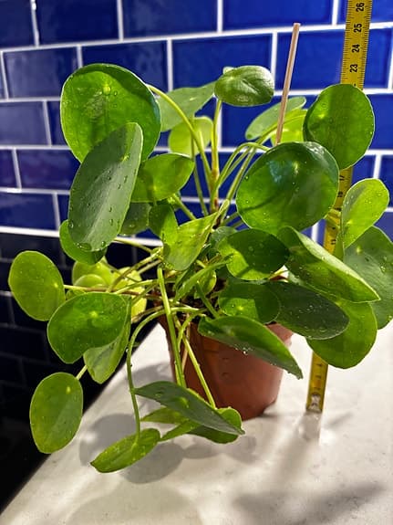 Pilea peperomioides krukväxt