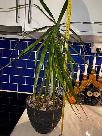 Dracena krukväxt grön 50 cm