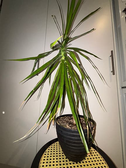 Dracena krukväxt grön 50 cm