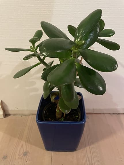 Krassula penningträd krukväxt grön