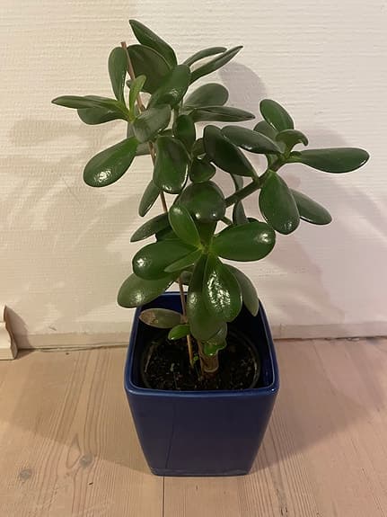 Krassula penningträd krukväxt grön