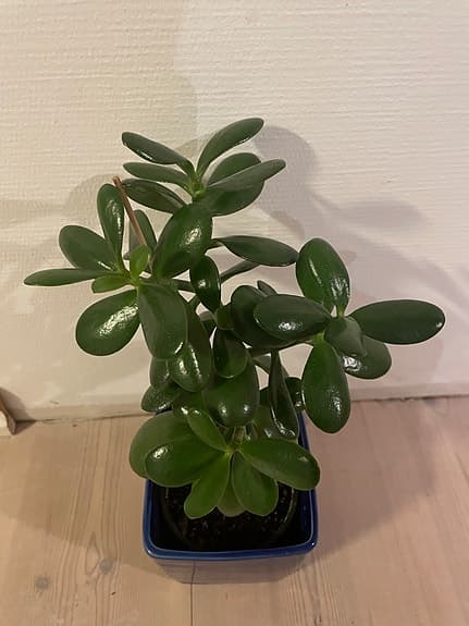 Krassula penningträd krukväxt grön