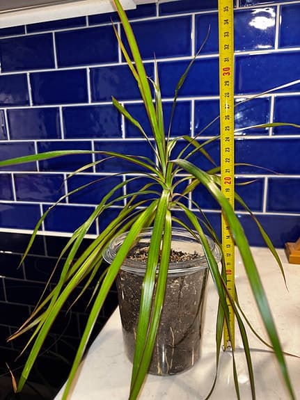 Dracena krukväxt grön 23 cm