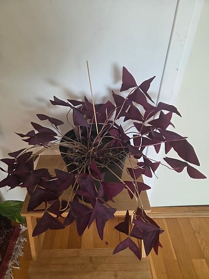 Triangeloxalis (Oxalis triangularis)