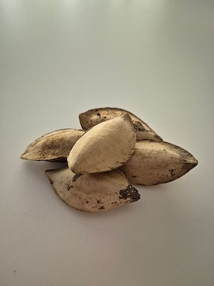 Terminalia Catappa - 5st färska frön