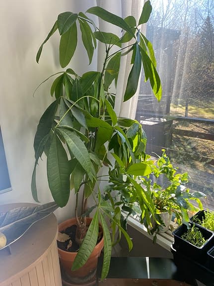 Bokashi-lake, 5 dl koncentrat – flytande guld för dina växter!