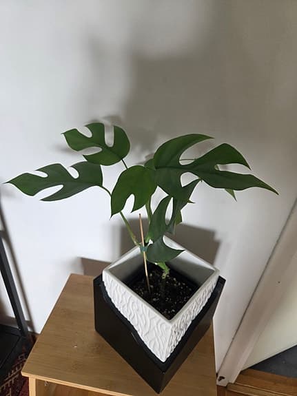 Monstera fingerranka (Rhaphidophora tetrasperma)