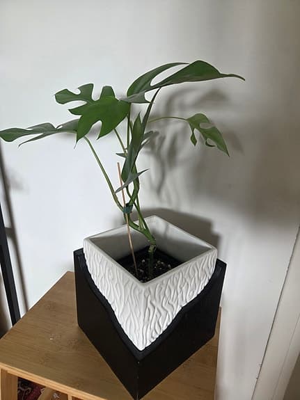 Monstera fingerranka (Rhaphidophora tetrasperma)
