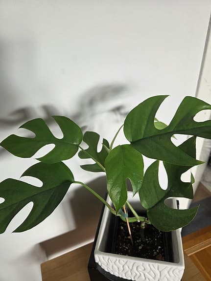 Monstera fingerranka (Rhaphidophora tetrasperma)