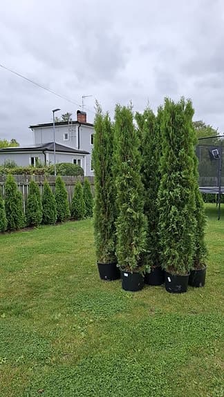 Thuja/tujor/thujor Smaragd 220-240cm Krukodlade