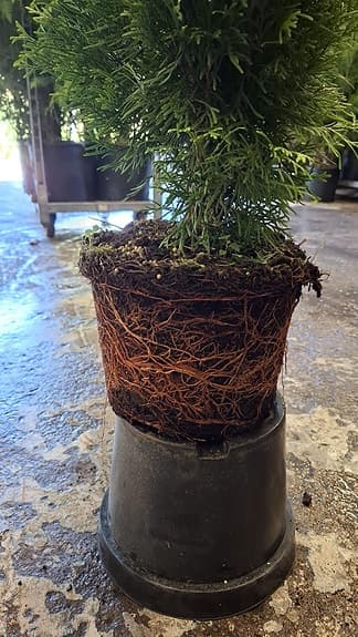 Thuja/tujor/thujor Smaragd 220-240cm Krukodlade