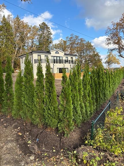 Thuja/tujor/thujor Smaragd 220-240cm Krukodlade