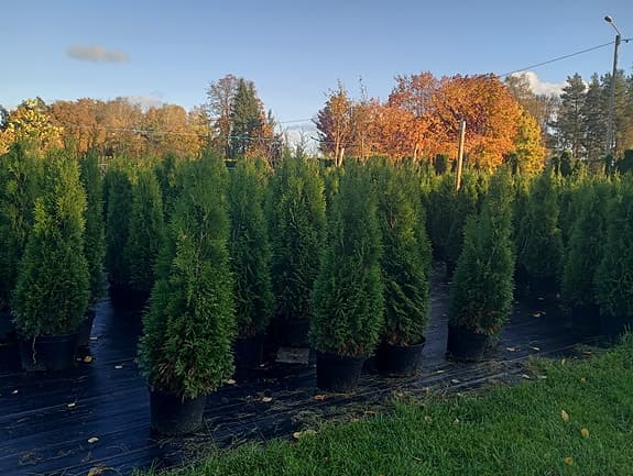 Thuja, tuja
