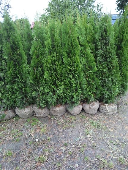 Thuja, tuja