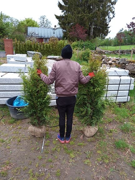 Thuja, tuja