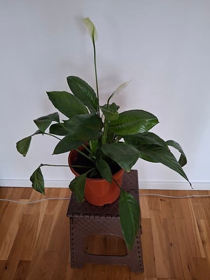 Olika krukväxter