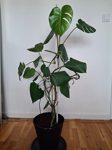 Olika krukväxter