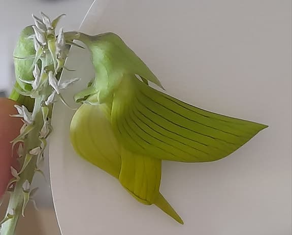 Frön till Birdflower