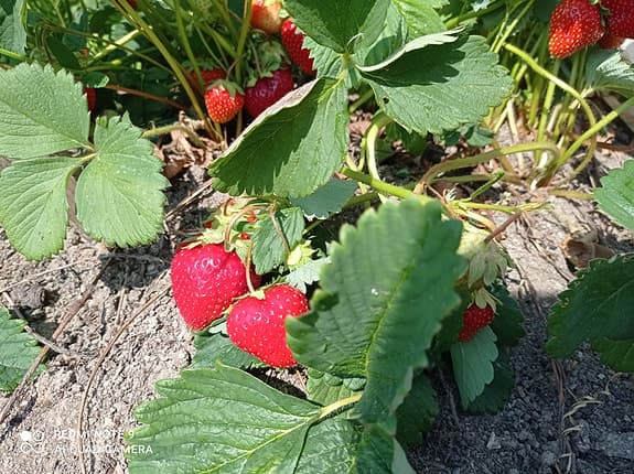 Jordgubbsplantor (POSTAS) Mycket goda tidiga sorten Flair