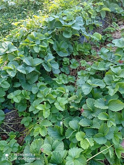 Jordgubbsplantor (POSTAS) Mycket goda tidiga sorten Flair