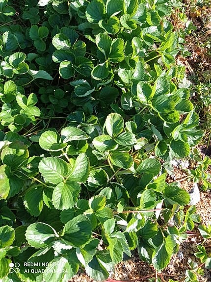 Jordgubbsplantor (POSTAS) Mycket goda tidiga sorten Flair