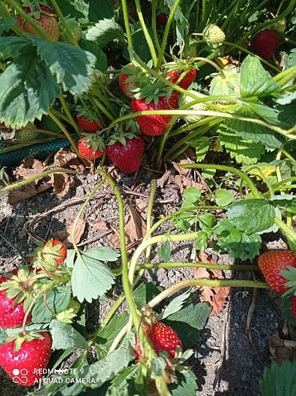 Jordgubbsplantor (POSTAS) Mycket goda tidiga sorten Daroyal