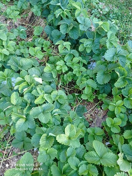 Jordgubbsplantor (POSTAS) Mycket goda tidiga sorten Daroyal