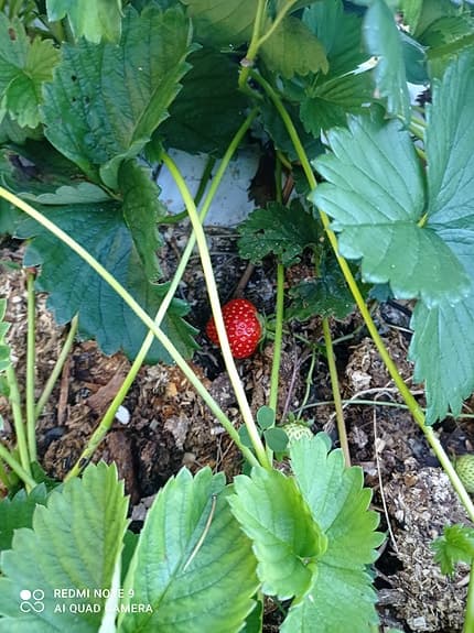 Jordgubbsplantor (POSTAS) Mycket goda tidiga sorten Daroyal