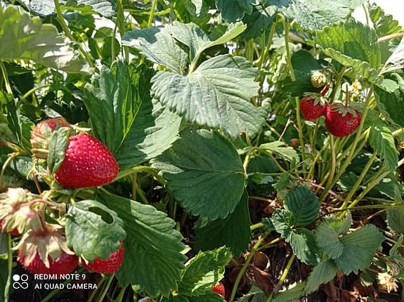 Jordgubbsplantor (POSTAS) Mycket goda sorten Korona