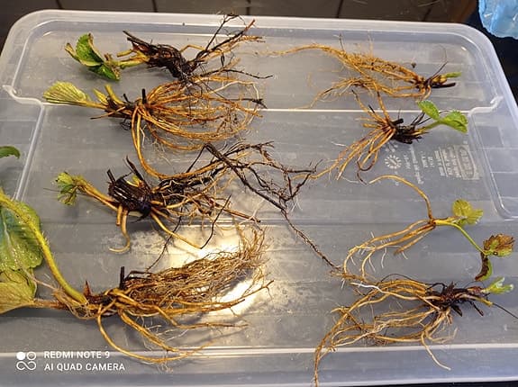 Jordgubbsplantor (POSTAS) Mycket goda sorten Korona