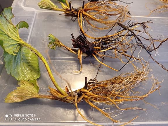 Jordgubbsplantor (POSTAS) Mycket goda sorten Korona