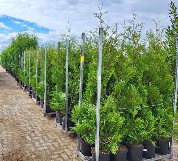 Thuja/tujor/thujor Brabant 160-180cm Krukodlade
