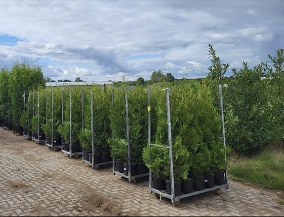 Thuja/tujor/thujor Brabant 160-180cm Krukodlade